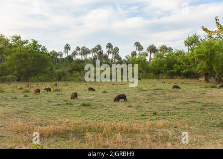 Groupe de capybaras, hydrochoerus hydrochaeris, le plus grand rongeur vivant, originaire d'Amérique du Sud, mangeant de l'herbe dans le parc national d'El Palmar, entre Rios, AR Banque D'Images