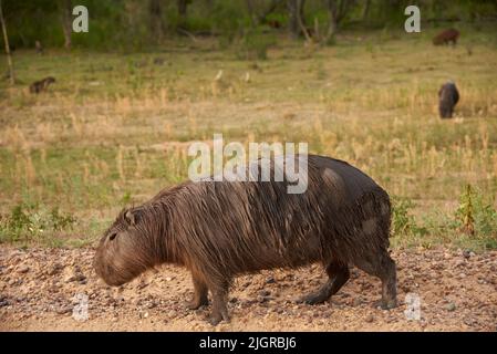 Capybara, hydrochoerus hydrochaeris, le plus grand rongeur vivant, originaire d'Amérique du Sud, un après-midi d'été, dans le parc national d'El Palmar, entre Rios, Argen Banque D'Images