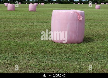 Faucher le champ d'herbe avec des balles d'ensilage rondes enveloppées de plastique rose avec un arrière-plan flou des arbres et une haie. Banque D'Images