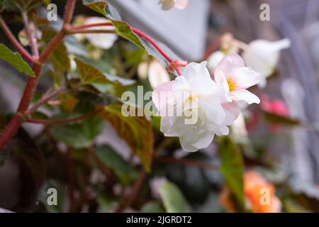 Grandes fleurs orange-jaune vif de begonias tubéreux, Begonia tuberhybrida en pot de fleurs brun de près. Banque D'Images