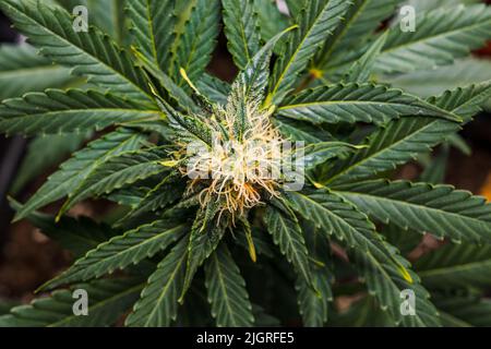 Gros plan sur le bourgeon d'une plante de cannabis en pleine croissance lors d'une récolte à l'intérieur. Vue de dessus. Banque D'Images