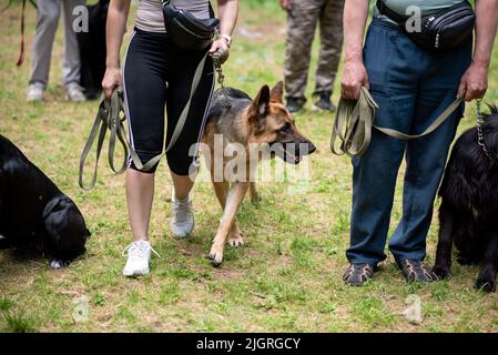 Le Berger allemand sur une laisse, à côté du propriétaire, regarde un autre chien. Photo de haute qualité Banque D'Images