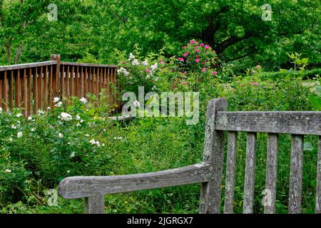 Un banc porté par le temps se trouve au milieu d'un jardin de fleurs roses et blanches à l'Arboretum d'Acton. Acton, Massachusetts, États-Unis. Banque D'Images