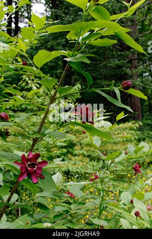 Un beau Bush de Calycanthus - fleurs d'épices dans un jardin de l'Arboretum Acton. Acton, Massachusetts, États-Unis. Banque D'Images