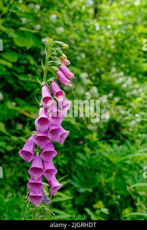 Des fleurs Foxglove aux couleurs vives dans un jardin de l'Arboretum d'Acton. Acton, Massachusetts, États-Unis. Banque D'Images