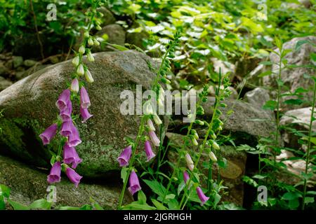 Des fleurs Foxglove aux couleurs vives dans un jardin de l'Arboretum d'Acton. Acton, Massachusetts, États-Unis. Banque D'Images