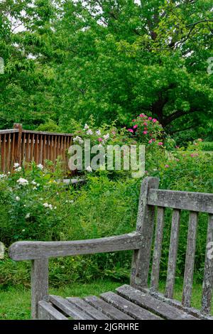 Un banc porté par le temps se trouve au milieu d'un jardin de fleurs roses et blanches à l'Arboretum d'Acton. Acton, Massachusetts, États-Unis. Banque D'Images