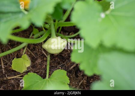 White Patty pan squash - Cucurbita pepo - cultiver dans un potager. Banque D'Images