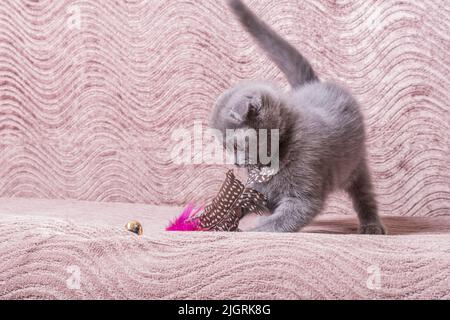 Un petit chaton gris amusant et gai de race Scottish Fold joue sur un canapé avec un jouet en plumes d'oiseau moelleux. Banque D'Images