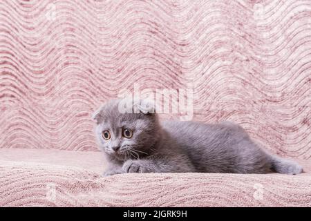 Un petit chaton gris amusant et gai de la race Scottish Fold se trouve sur un canapé et regarde vers l'avant. Banque D'Images