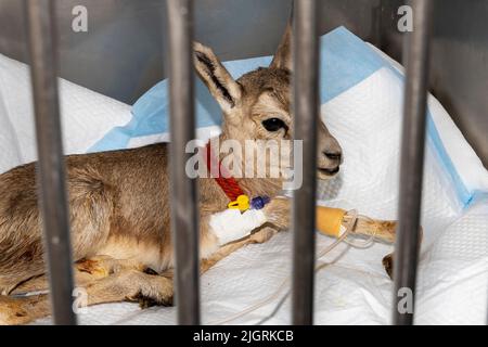 Une jolie gazelle de bébé dans une cage recevant des liquides par voie intraveineuse Banque D'Images