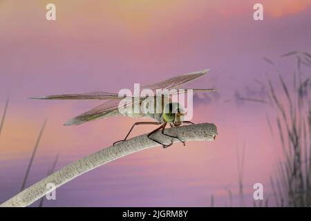 Gros plan d'un insecte volant assis sur une branche contre un ciel de coucher de soleil Banque D'Images