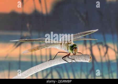 Gros plan d'un insecte volant sur une branche au coucher du soleil Banque D'Images