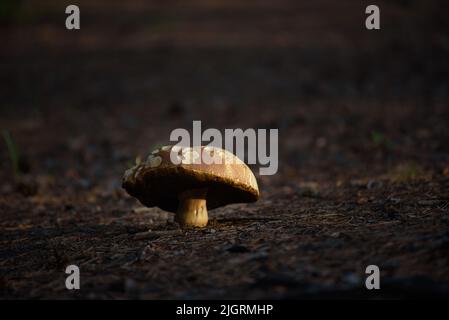 Un grand, vieux champignon de la cépe sur le sol dans une forêt sombre après le coucher du soleil. Banque D'Images