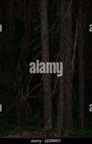 Vieux grands sapins dans la forêt sombre après le coucher du soleil Banque D'Images