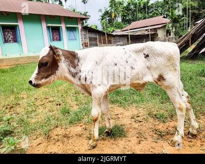 Un veau dans un village en position debout. Le veau est une jeune vache ou un taureau Banque D'Images