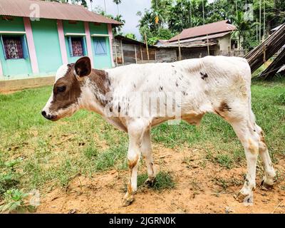 Un veau dans un village en position debout. Le veau est une jeune vache ou un taureau Banque D'Images