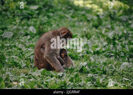 Macaque japonaise avec bébé posé sur la pelouse par beau temps Banque D'Images