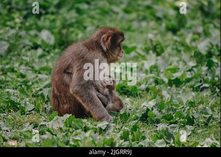 Macaque japonaise avec bébé posé sur la pelouse par beau temps Banque D'Images