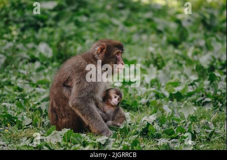 Macaque japonaise avec bébé posé sur la pelouse par beau temps Banque D'Images