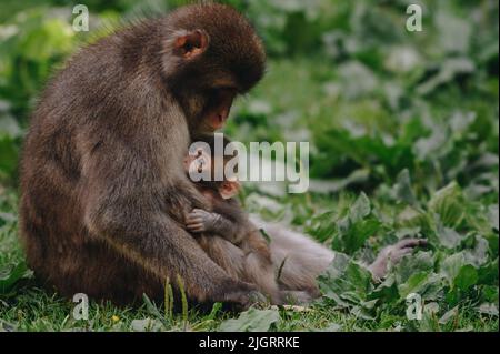 Macaque japonaise avec bébé posé sur la pelouse par beau temps Banque D'Images