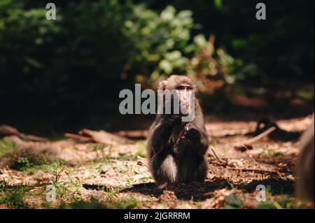 Macaque japonais posé sur la pelouse par temps ensoleillé Banque D'Images