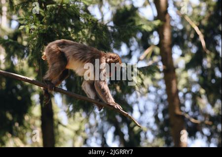 Macaque japonaise posant sur le brunch le jour ensoleillé Banque D'Images