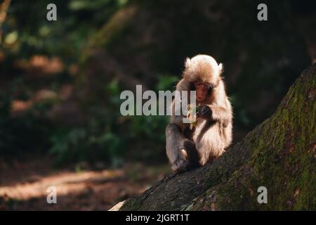 Macaque japonais posé sur la pelouse par temps ensoleillé Banque D'Images