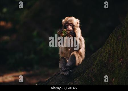 Macaque japonais posé sur la pelouse par temps ensoleillé Banque D'Images