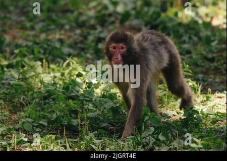 Macaque japonais posé sur la pelouse par temps ensoleillé Banque D'Images