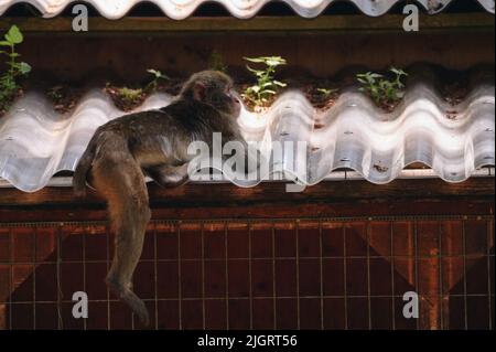 Macaque japonaise posé sur le toit par beau temps Banque D'Images