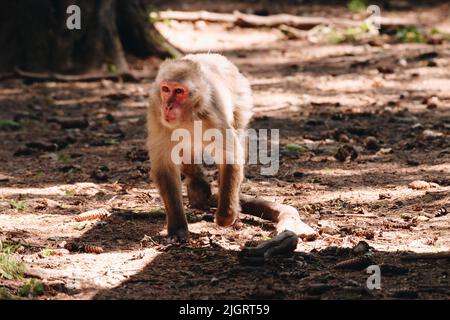 Macaque japonais posé sur la pelouse par temps ensoleillé Banque D'Images