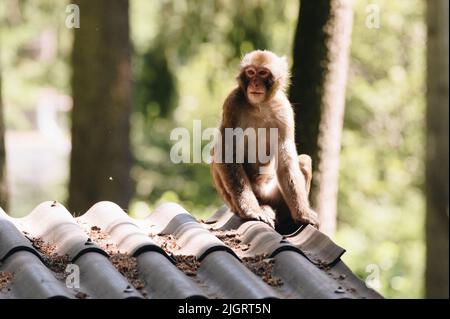 Macaque japonaise posé sur le toit par beau temps Banque D'Images