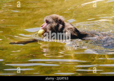 Macaque japonais posé dans l'eau par temps ensoleillé Banque D'Images