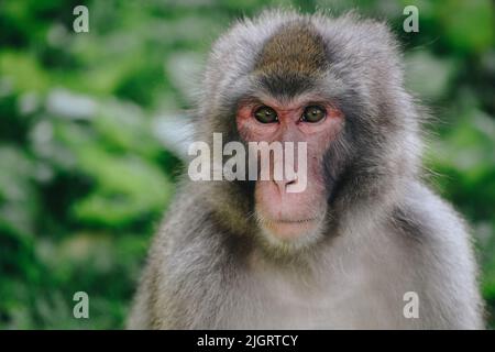 Macaque japonais regardant dans l'appareil photo Banque D'Images