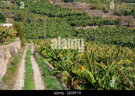 Route de terre à travers une plantation de bananes en Turquie. Jardin rural dans les montagnes de la Turquie, fortifications en pierre et terrasses avec bananiers. Banque D'Images