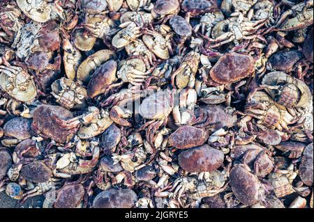 une pile de crabes morts. Photo de haute qualité Banque D'Images