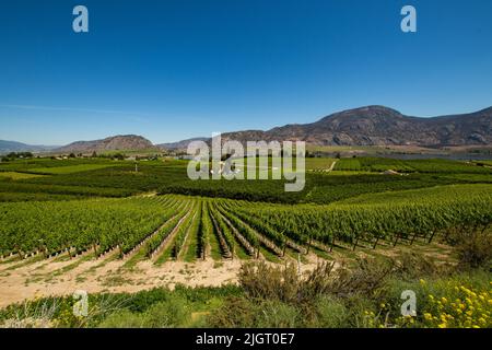 Vignobles à Osoyoos, Colombie-Britannique, Canada Banque D'Images