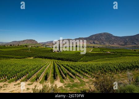 Vignobles à Osoyoos, Colombie-Britannique, Canada Banque D'Images