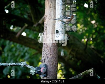 Un chapelet perche sur une mangeoire d'oiseaux de jardin attachée à un tronc d'arbre, avec un grand pic tacheté visible en dessous Banque D'Images