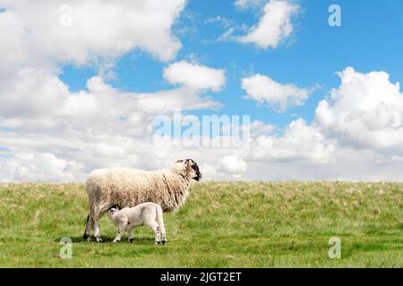 Les moutons et l'agneau qui paissent sur la prairie dans le Peak District contre le ciel bleu Banque D'Images