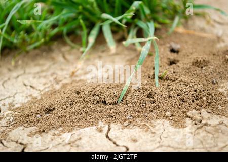 Un gros plan d'un anthill avec plusieurs entrées dans le sol Banque D'Images