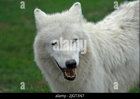 VINNYTSIA, UKRAINE - le 07 JUILLET 2022 - une des deux loups de l'Arctique qui ont récemment eu une portée de petits au zoo de Podilskyi, Vinnytsia, dans le centre-ouest de l'Ukraine. Cette photo ne peut pas être distribuée en fédération de russie. Banque D'Images