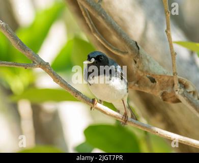 Une paruline bleue à gorge noire transportant une larve de chenille dans son bec Banque D'Images