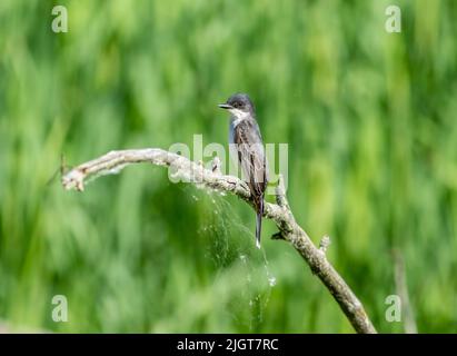 Un oiseau de l'est perché sur une branche d'arbre mort au-dessus d'un marais Banque D'Images