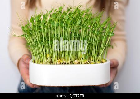 Femme tenant des pousses de pois micro-verts biologiques. Le concept d'alimentation saine et d'alimentation biologique Banque D'Images