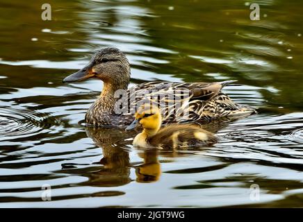 Une mère de canard colvert 'Anas platyrhynchos', nageant avec un caneton dans un étang calme Banque D'Images