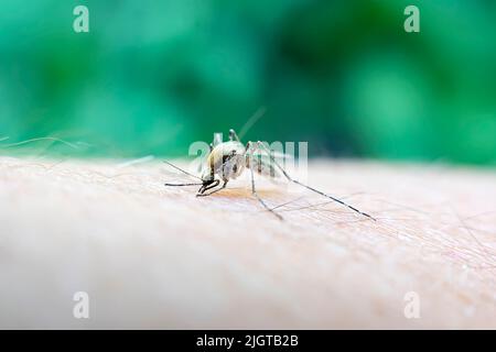 Gros plan un moustiquaire suçant le sang humain B-2. Un moustique suce le sang d'un corps humain. Photo macro d'un moustique sur le bras Banque D'Images