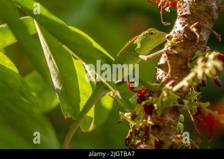 Les animaux de caméléon qui sont perchés sur des arbres bilimbi, leur habitat est dans des arbres qui sont épais avec des feuilles, ce qui facilite le camouflage pour éviter preda Banque D'Images