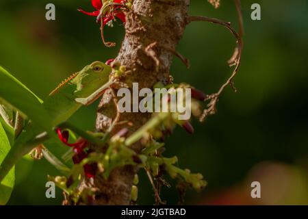 Les animaux de caméléon qui sont perchés sur des arbres bilimbi, leur habitat est dans des arbres qui sont épais avec des feuilles, ce qui facilite le camouflage pour éviter preda Banque D'Images